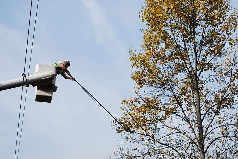 tree pruning