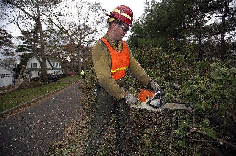 tree services