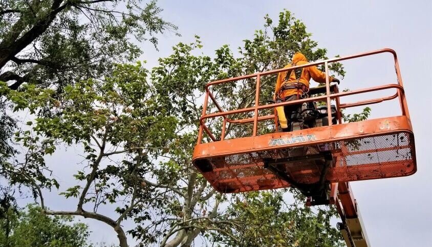 tree removal service